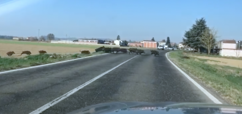 VIDEO - Un branco di cinghiali attraversa la strada a Grava